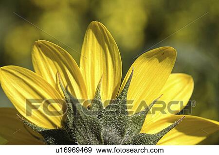 Stock Photo - susan, flower, browneyed, roadside, saskatchewan, blanket. Fotosearch