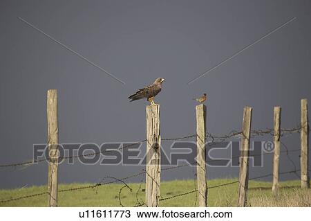 Stock Image - swainsons, perched, post, fence, next, robin. Fotosearch