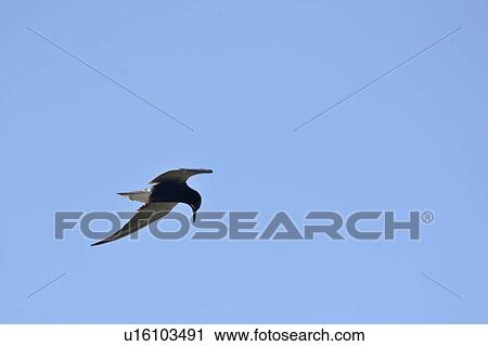 tern, central, scenic, flight, black View Large Photo Image Stock Image - tern, central, scenic, flight, black. Fotosearch