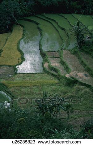 Stock Image - terraced, green, cultivated, meticulously, wavy, view. Fotosearch