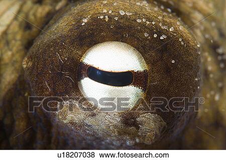 tetricus, sydney, common, holder, octopus, eye View Large Photo Image Stock Photo - tetricus, sydney, common, holder, octopus, eye. Fotosearch