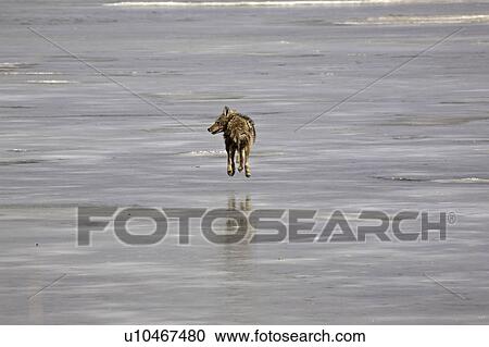 Stock Image - than, canis, less, stands, latrans, coyote. Fotosearch