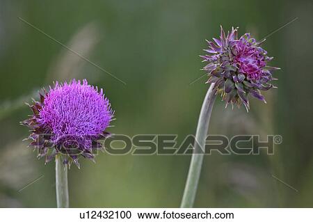 Stock Image - thistles, saskatchewan, scenic, bloom, bull. Fotosearch