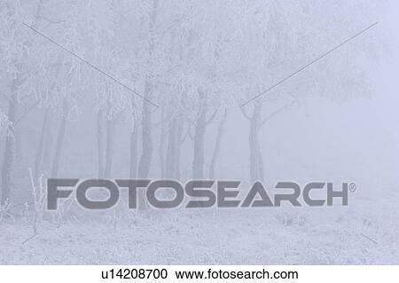 through, frostcovered, seen, grasses, trees, hoar View Large Photo Image Stock Image - through, frostcovered, seen, grasses, trees, hoar. Fotosearch