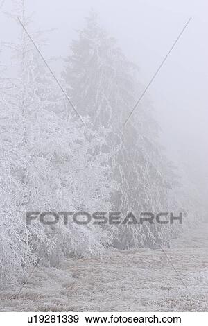 through, frostcovered, seen, grasses, trees, hoar View Large Photo Image Stock Photo - through, frostcovered, seen, grasses, trees, hoar. Fotosearch
