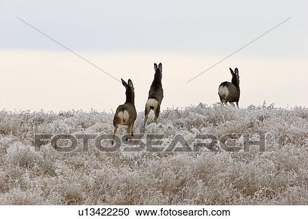 Stock Image - through, mule, running, doe, deer, three. Fotosearch