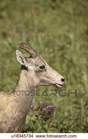 Picture - township, mountain, slope, sheep, bighorn, rocky. Fotosearch