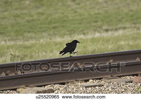 Stock Photography - track, raven, railroad, stepping, goose, common. Fotosearch