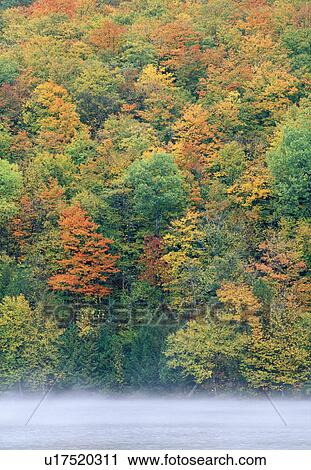 tree, fall, green, lake, forest, orleans View Large Photo Image Stock Image - tree, fall, green, lake, forest, orleans. Fotosearch