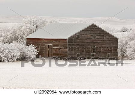 Picture - trees, barn, frostcovered, hoar, surrounded, old. Fotosearch