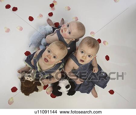 Picture - triplet, white, around, petals, rose, triplets. Fotosearch