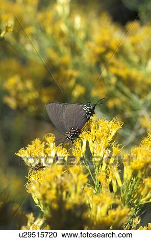 twenty, feeding, hairstreak, leda, mesquite, butterfly View Large Photo Image Stock Image - twenty, feeding, hairstreak, leda, mesquite, butterfly. Fotosearch