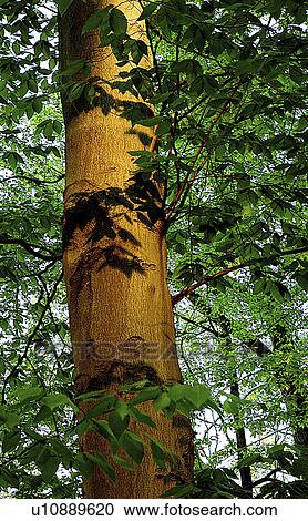 Stock Image - twilght, tree, twilight, shadows, leaf, beech. Fotosearch