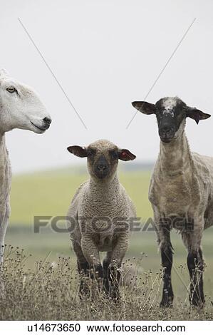 two, saskatchewan, scenic, sheep, lamb View Large Photo Image Stock Image - two, saskatchewan, scenic, sheep, lamb. Fotosearch