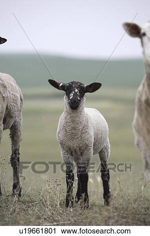 two, saskatchewan, scenic, sheep, lamb View Large Photo Image Stock Image - two, saskatchewan, scenic, sheep, lamb. Fotosearch