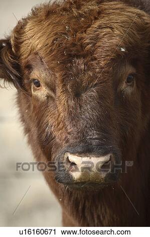 Stock Image - up, cattle, bull, hereford, close. Fotosearch