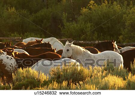 up, ranch, triangle, horses, rounded View Large Photo Image Stock Image - up, ranch, triangle, horses, rounded. Fotosearch