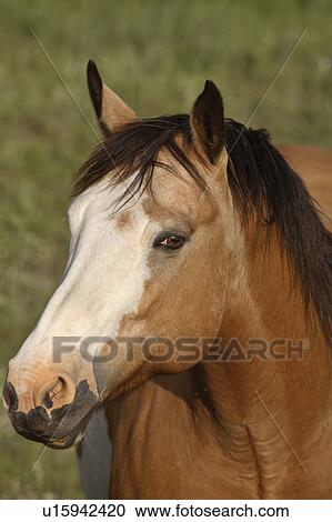 up, saskatchewan, scenic, horse, close View Large Photo Image Stock Image - up, saskatchewan, scenic, horse, close. Fotosearch