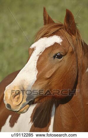 up, saskatchewan, scenic, horse, close View Large Photo Image Stock Photography - up, saskatchewan, scenic, horse, close. Fotosearch