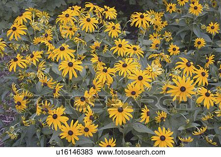 Stock Image - usa, blackeyed, minnesota, paul, susans, garden. Fotosearch