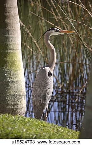 Stock Image - usa, blue, florida, scenic, heron, great. Fotosearch