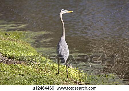 Stock Photo - usa, blue, florida, scenic, heron, great. Fotosearch