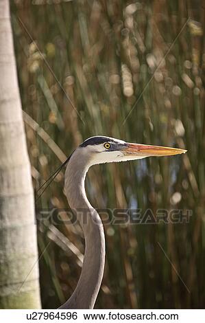 Stock Photograph - usa, blue, florida, scenic, heron, great. Fotosearch