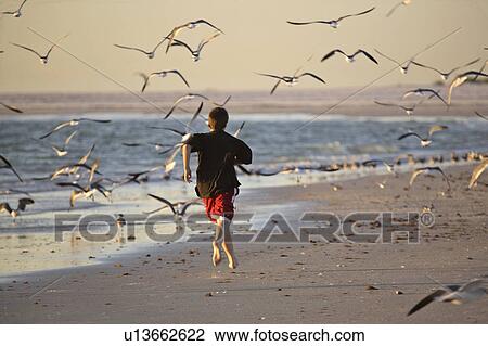 Stock Image - usa, chasing, florida, scenic, gulls, boy. Fotosearch