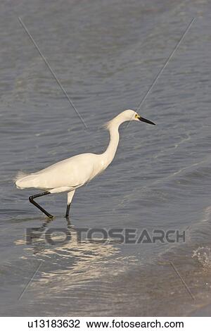 usa, egret, florida, scenic, water, snowy View Large Photo Image Stock Image - usa, egret, florida, scenic, water, snowy. Fotosearch