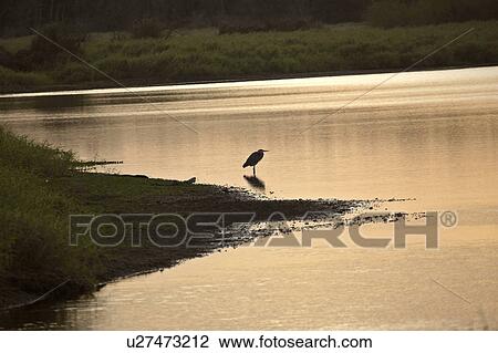 usa, feeding, florida, scenic, dusk, heron View Large Photo Image Stock Image - usa, feeding, florida, scenic, dusk, heron. Fotosearch