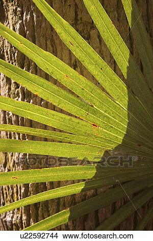 Picture - usa, fern, florida, scenic, leaves, large. Fotosearch