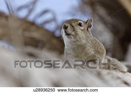 usa, gray, florida, scenic, squirrel, eastern View Large Photo Image Stock Image - usa, gray, florida, scenic, squirrel, eastern. Fotosearch
