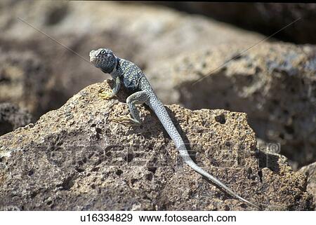 usa, lizard, ca, bishop, rock, collared View Large Photo Image Stock Photo - usa, lizard, ca, bishop, rock, collared. Fotosearch