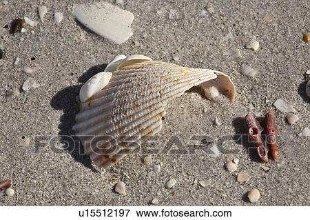 Stock Photo - usa, seashells, florida, scenic, beach, assortment. Fotosearch