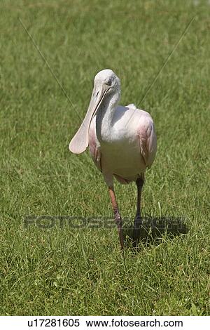 Stock Photography - usa, spoonbill, florida, scenic, grass, roseate. Fotosearch