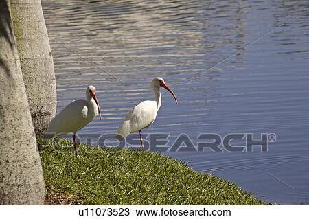 Stock Image - usa, white, florida, scenic, ibis, american. Fotosearch
