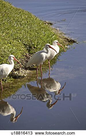 Stock Image - usa, white, florida, scenic, ibis, american. Fotosearch