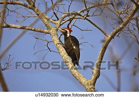 usa, woodpecker, florida, scenic, tree, pileated View Large Photo Image Stock Image - usa, woodpecker, florida, scenic, tree, pileated. Fotosearch