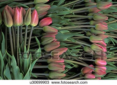 valley, flower, festival, tulips, flowering, county View Large Photo Image Stock Image - valley, flower, festival, tulips, flowering, county. Fotosearch