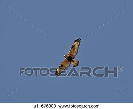 valley, hawk, muddy, big, flight, roughlegged View Large Photo Image Stock Image - valley, hawk, muddy, big, flight, roughlegged. Fotosearch