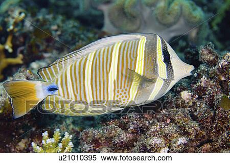 veliferum, surgeonfish, zebrasoma, tang, fish, sailfin View Large Photo Image Stock Photography - veliferum, surgeonfish, zebrasoma, tang, fish, sailfin. Fotosearch