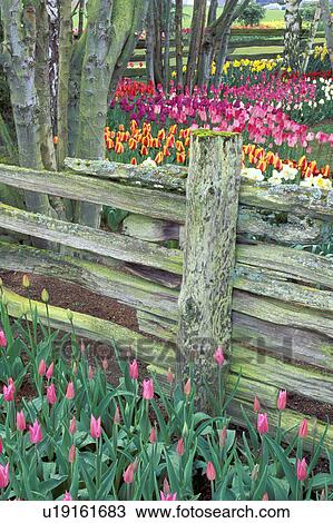 Stock Image - vernon, display, mt, mount, gardens, tulips. Fotosearch