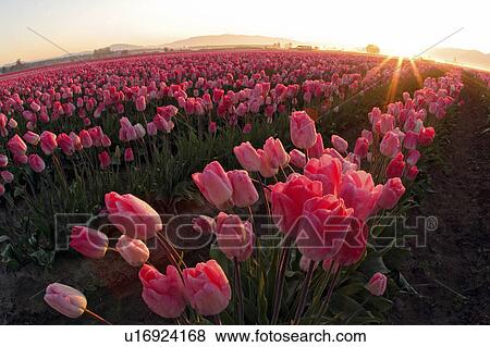 vernon, pink, mt, mount, tulips, field View Large Photo Image Stock Photo - vernon, pink, mt, mount, tulips, field. Fotosearch