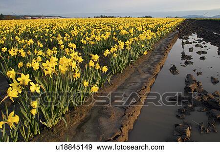 vernon, yellow, mt, mount, daffodils, field View Large Photo Image Stock Photo - vernon, yellow, mt, mount, daffodils, field. Fotosearch