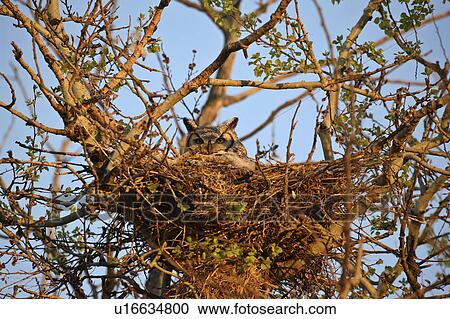 very, horned, virginianus, bubo, owl, great View Large Photo Image Stock Image - very, horned, virginianus, bubo, owl, great. Fotosearch