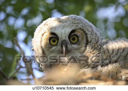 very, horned, virginianus, bubo, owl, great View Large Photo Image Stock Photography - very, horned, virginianus, bubo, owl, great. Fotosearch