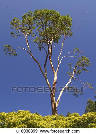 Stock Photo - victoria, tree, sky, blue, hillside, arbutus. Fotosearch