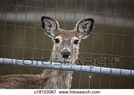 virginia, deer, known, virginiania, odocoileus, whitetailed View Large Photo Image Stock Photo - virginia, deer, known, virginiania, odocoileus, whitetailed. Fotosearch