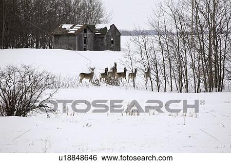 Stock Photograph - virginia, deer, known, virginiania, odocoileus, whitetailed. Fotosearch
