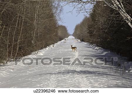 Stock Photograph - virginia, deer, known, virginiania, odocoileus, whitetailed. Fotosearch